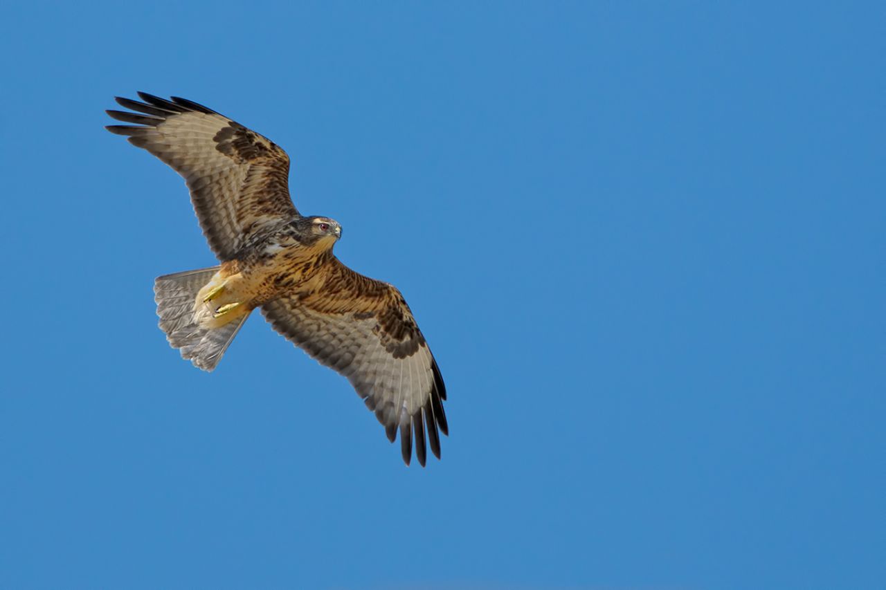 Poiana Buteo buteo